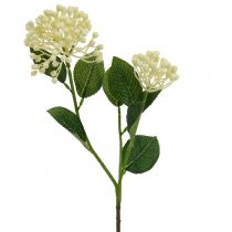 Artikel Hortensia knoptak 55cm creme 6st