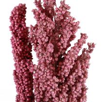 Maïs Gedroogde Bloemen Maïs Roze 75cm 3st