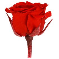 Artikel Infinity Roses Echte Bloemen Mini Rozenkoppen Rood Ø3cm 16 stuks