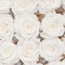 Artikel Infinity Roses Echte Rozenkoppen Mini Rozen Wit Ø3cm 16 stuks