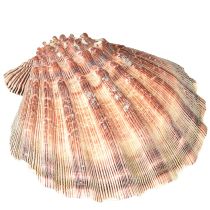 Artikel Echte Sint-Jakobsschelpen naturel – maritieme flair naturel 1 kg