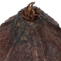Artikel Cacaofruit, naturel, 10-18 cm, 15 stuks