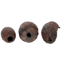 Artikel Cacaofruit, naturel, 10-18 cm, 15 stuks