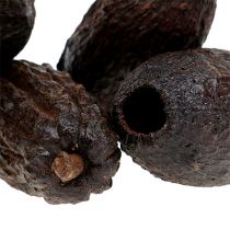 Cacaopeulen naturel 10-18cm 15st