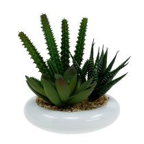 Cactussen in een pot Ø12cm 1stuk