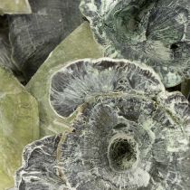 Artikel Kalix Mushroom Green, White Washed 100 stuks