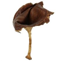 Kalix paddenstoel naturel gelakt 100st