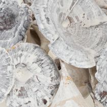 Artikel Kalix Paddenstoel Wit Gewassen 100 stuks