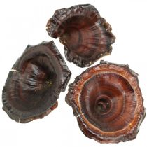 Artikel Kalix Paddenstoel Naturel Gelakte Droge Paddenstoelen Decoratie Groot 50 st