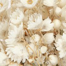 Artikel Kamille Gedroogde Bloemen Decoratie Bloemen Wit Bos 65cm 50g