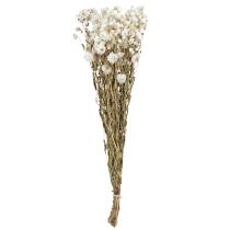 Artikel Kamille Gedroogde Bloemen Decoratie Bloemen Wit Bos 65cm 50g