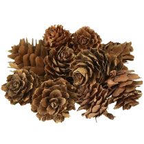 Artikel Dennenappels natuurlijke kleine dennenappels decoratie in net 2,5-3,5cm 300g
