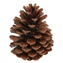 Artikel Dennenappels Pinus Maritima maritieme dennenappels decoratie 12-13cm 3 st