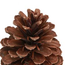 Artikel Dennenappels Pinus Maritima maritieme dennenappels decoratie 12-13cm 3 st