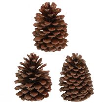 Artikel Dennenappels Pinus Maritima maritieme dennenappels decoratie 12-13 cm 3 stuks