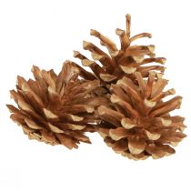 Artikel Dennenappels grove den Pinus sylvestris H3–5cm 1kg