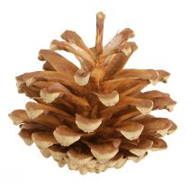 Artikel Dennenappels grove den Pinus sylvestris H3–5cm 1kg