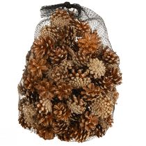 Artikel Dennenappels van de grove den (Pinus sylvestris), 3–5 cm hoog, 1 kg.