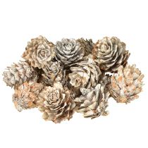 Artikel Witte dennenappels, kleine dennenappeldecoratie in een net, 2,5-3,5 cm, 500 g