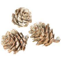 Artikel Witte dennenappels, kleine dennenappeldecoratie in een net, 2,5-3,5 cm, 500 g