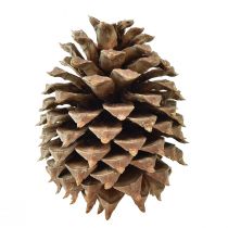 Artikel Dennenappels Kouter grenen naturel Ø13cm H18cm 1 st