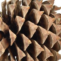 Artikel Dennenappels Kouter grenen naturel Ø13cm H18cm 1 st