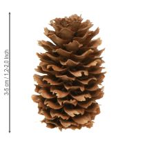 Artikel Kleine hemlock kegels decoratieve natuurkegels Advent 3-4cm 100g
