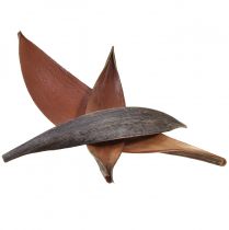 Artikel Kokosnootschalen kokosbladeren natuurlijk gedroogd 22cm - 42cm 25 stuks