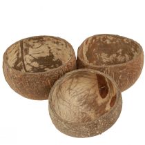 Artikel Kokoskom naturel decoratieve kokoskom gehalveerd 10cm 6 st