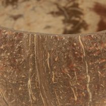 Artikel Kokoskom naturel decoratieve kokoskom gehalveerd 10cm 6 st