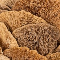 Artikel Krans van boompaddenstoelen, natuurlijke kleur, voor deur- of wanddecoratie, 37 cm