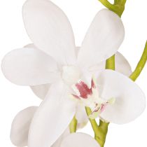 Artikel Kunstmatige Orchideeën Witte Bloem Ø3.5–5cm L38cm 2st