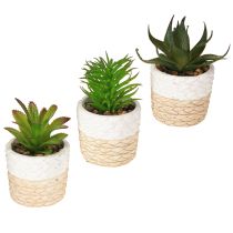 Artikel Kunstmatige vetplanten in keramische pot 12,5 cm 3 stuks
