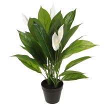 Artikel Kunstpotplant Enkelblad Peace Lily Groen Wit 55cm