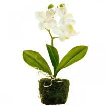 Kunst orchideeën Kunstbloem orchidee wit 20cm