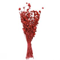 Artikel Kogelamarant (Gomphrena globosa), rood, droog, 45cm, 100g