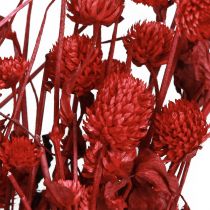 Artikel Globe amarant Gomphrena Globosa felrood L45cm 100g