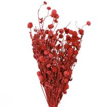 Artikel Globe amarant Gomphrena Globosa felrood L45cm 100g