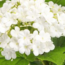 Artikel Kunstbloemen Sneeuwbal Viburnum Kunstmatig Wit 60cm 4 stuks