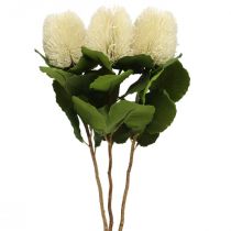 Kunstbloemen, Banksia, Proteaceae Crèmewit L58cm H6cm 3st