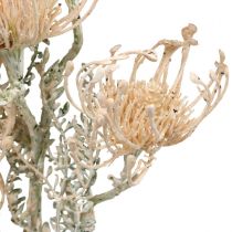 Kunstbloemen, Speldenkussenbloem, Leucospermum, Proteaceae Washed White L58cm 3st