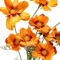 Artikel Kunstbloemen Cosmea Oranje sieradenmandje H51cm 3 st