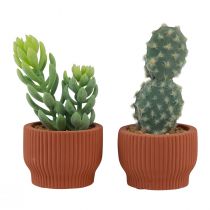 Artikel Kunstplanten Succulent Cactus Kunstmatige groene plant 14,5/15,5 cm 2 stuks