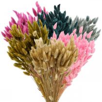 Artikel Lagurus Gedroogd Hazenstaartgras Gekleurd 65-70cm 100g