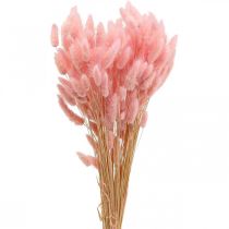 Lagurus Gedroogd Konijnenstaartgras Lichtroze 65-70cm 100g