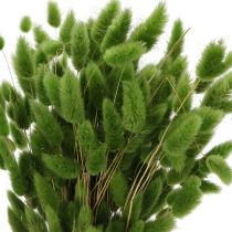 Artikel Gedroogd hazenstaartgras (Lagurus) 65-70 cm 75 g