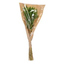Artikel Gedroogd hazenstaartgras (Lagurus) 65-70 cm 75 g
