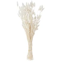 Artikel Gedroogde bloemen Lagurus Natural – Fluffy Rabbit Tail Grass in crème-wit 55-70cm 100g