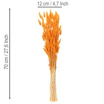 Artikel Bosje Lagurus fluweelgras, gedroogd, 70 cm, 100 g