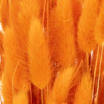 Artikel Bosje Lagurus fluweelgras, gedroogd, 70 cm, 100 g